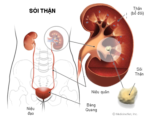 SoiTietNieu